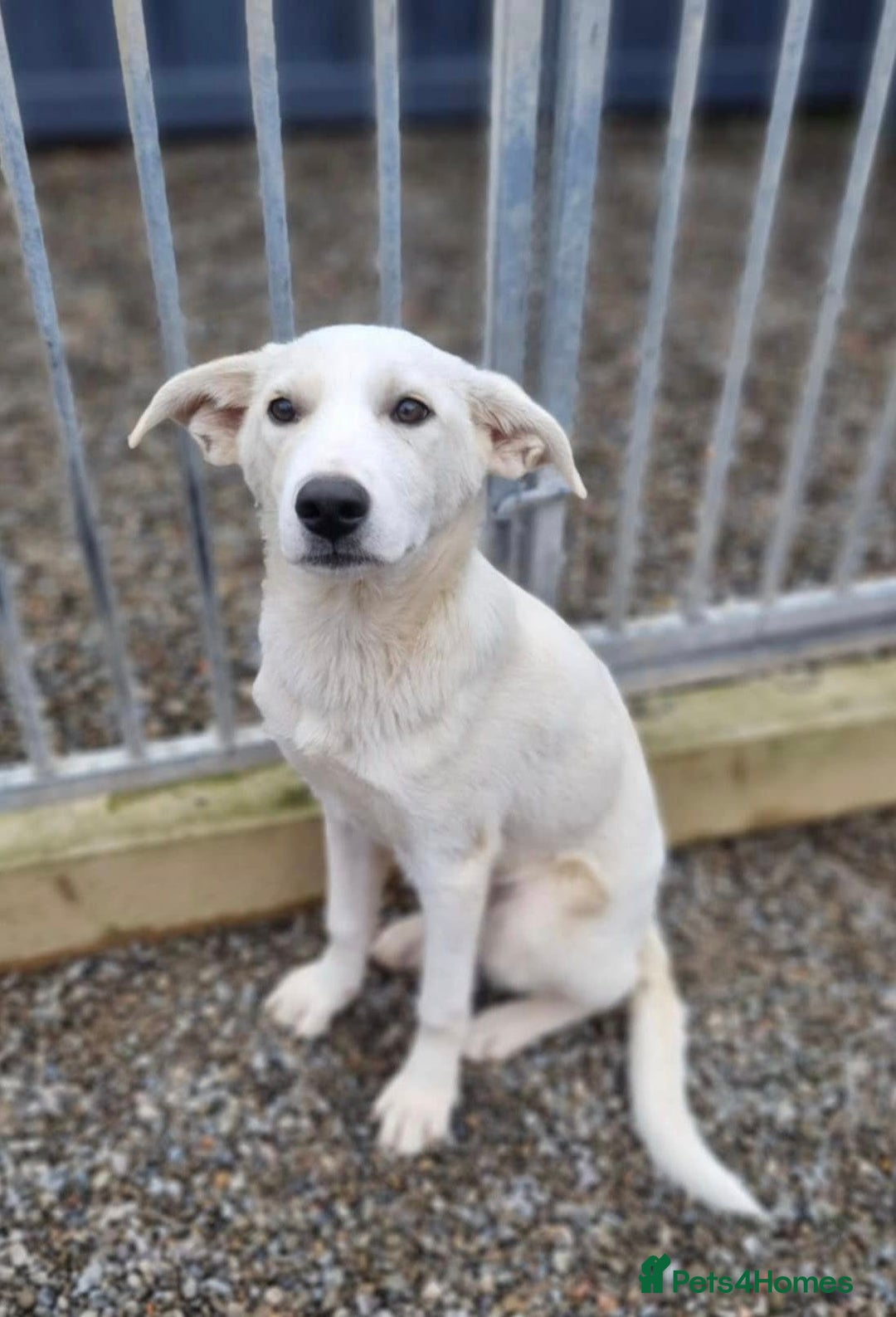 Mixed Breed dogs for adoption: Blossom in Ayr Looking for a home  - Image 1