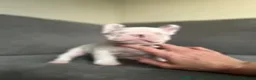 French Bulldog dogs for sale: FRENCH BULLDOG GIRLS - Advert 5