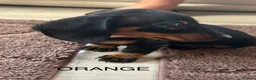 Miniature Dachshund dogs for sale: Miniature Dachshund Girls Ready to go now in Ashbourne - Advert 4