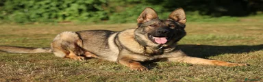 German Shepherd 2