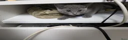 Russian Blue cats for sale: Beautiful russian blue kittens 4 girls  - Advert 2