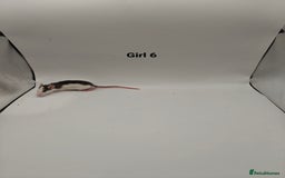 Rat rodents for sale: NOV: 18 Rats For Sale - Advert 12