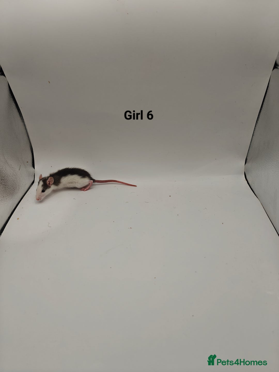 Rat rodents for sale: NOV: 18 Rats For Sale - Advert 12