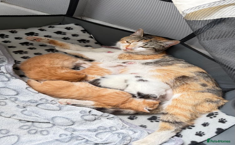 Mixed Breed cats - Advert 16