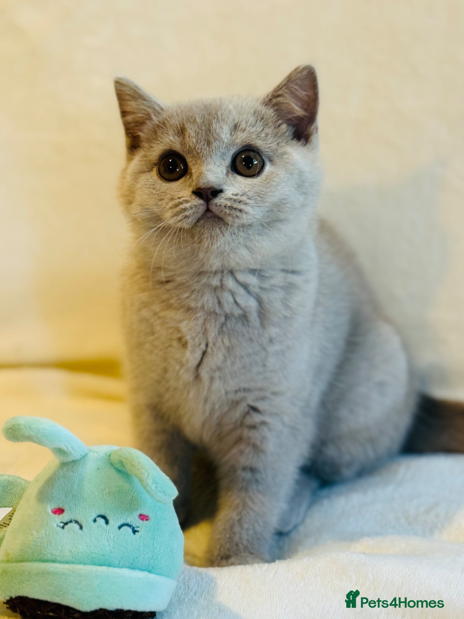 British Shorthair cats 5 Beautiful kittens❤️❤️❤️ - Advert 1