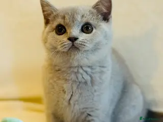 British Shorthair cats 5 Beautiful kittens❤️❤️❤️ - Advert 1