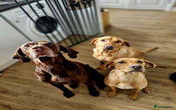 Mixed Breed dogs for sale: Pointer-vizsla-dor puppies - Image 10