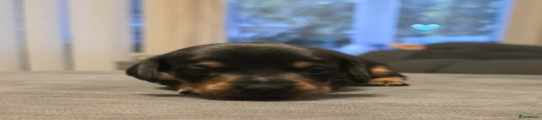 Dachshund Puppy 2