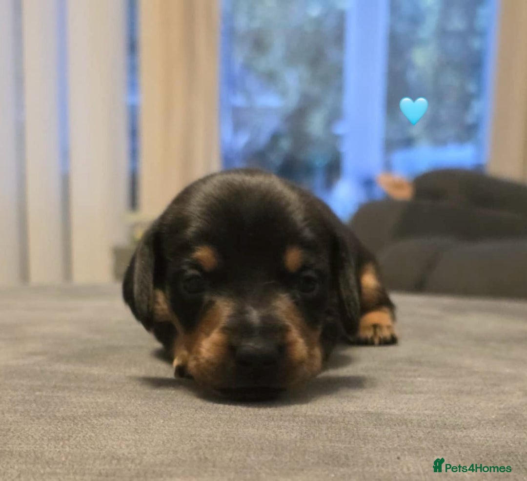 Dachshund dogs for sale: Stunning Dachshund puppies for sale - Image 2