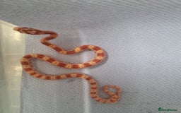 Corn Snake reptiles for sale: Hatchling corn snakes - Image 2