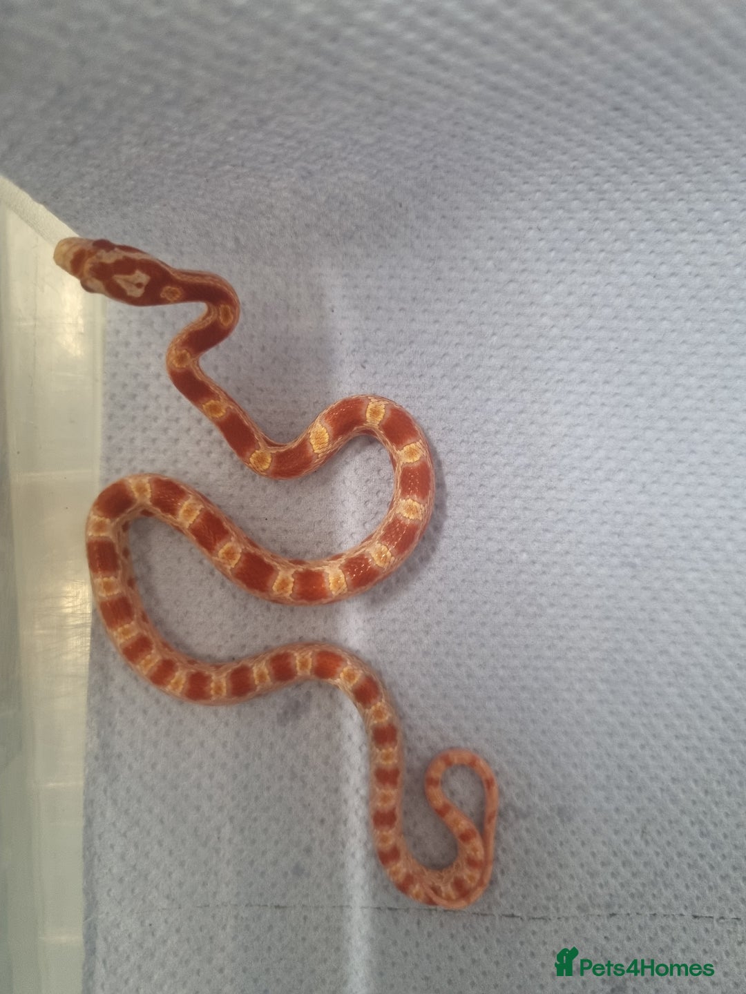 Corn Snake reptiles for sale: Hatchling corn snakes - Image 2