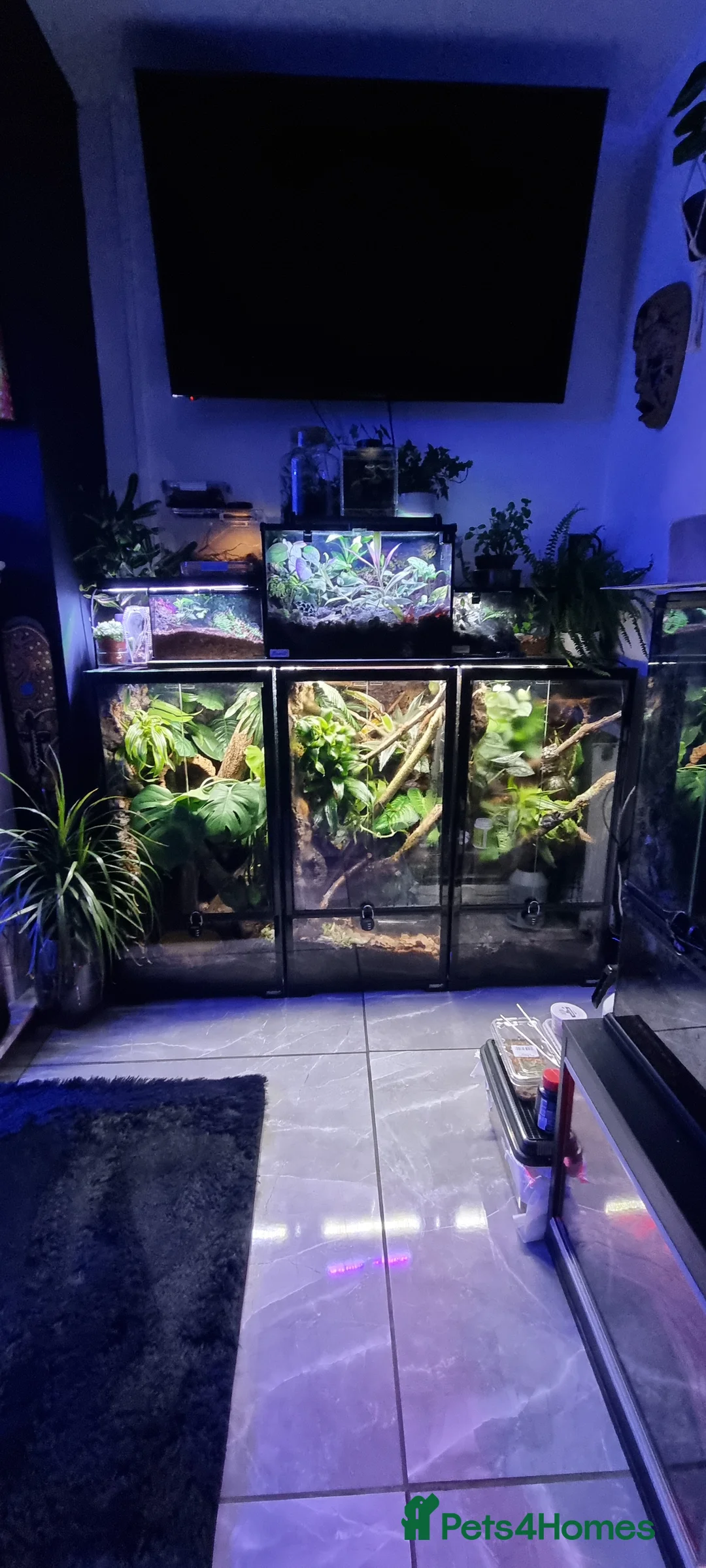 Frog reptiles for sale: Red eyes...milks...green tree frogs  - Advert 1