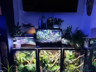 Frog reptiles Red eyes...milks...green tree frogs - Advert 16