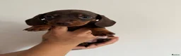 Miniature Dachshund dogs for sale: Amazing Pure Miniature Dachshund for sale!   - Advert 8