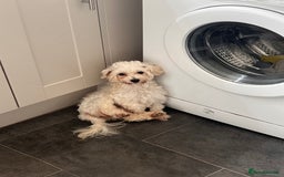 Maltipoo dogs for sale: 2 beautiful playful & lovely Maltipoo boys  - Image 25