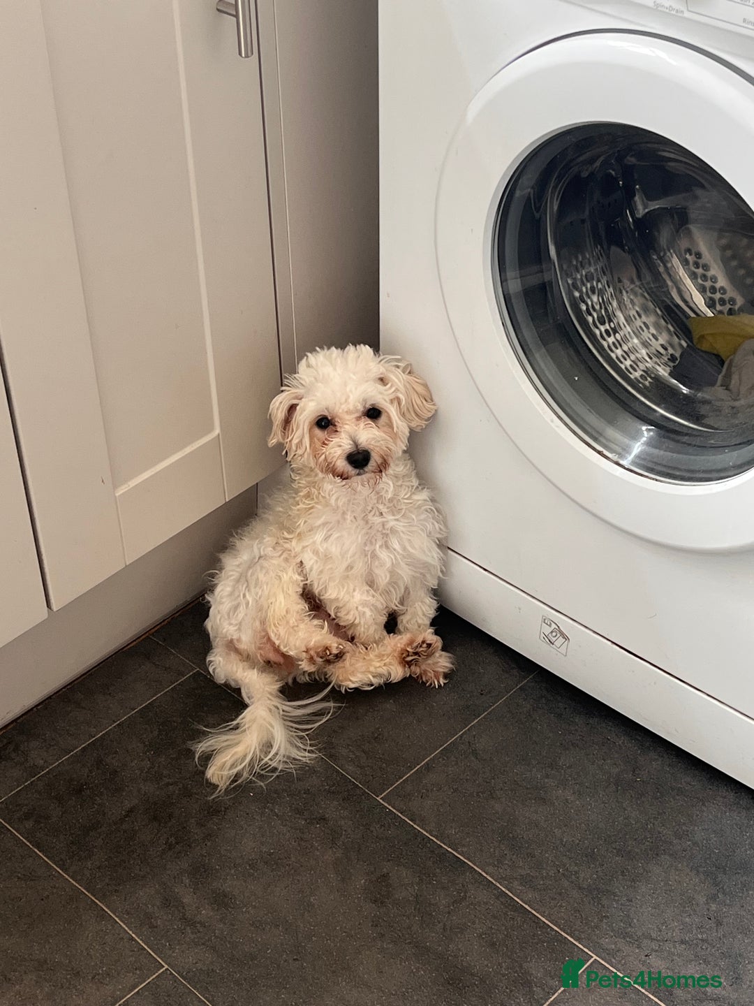 Maltipoo dogs for sale: 2 beautiful playful & lovely Maltipoo boys  - Image 25