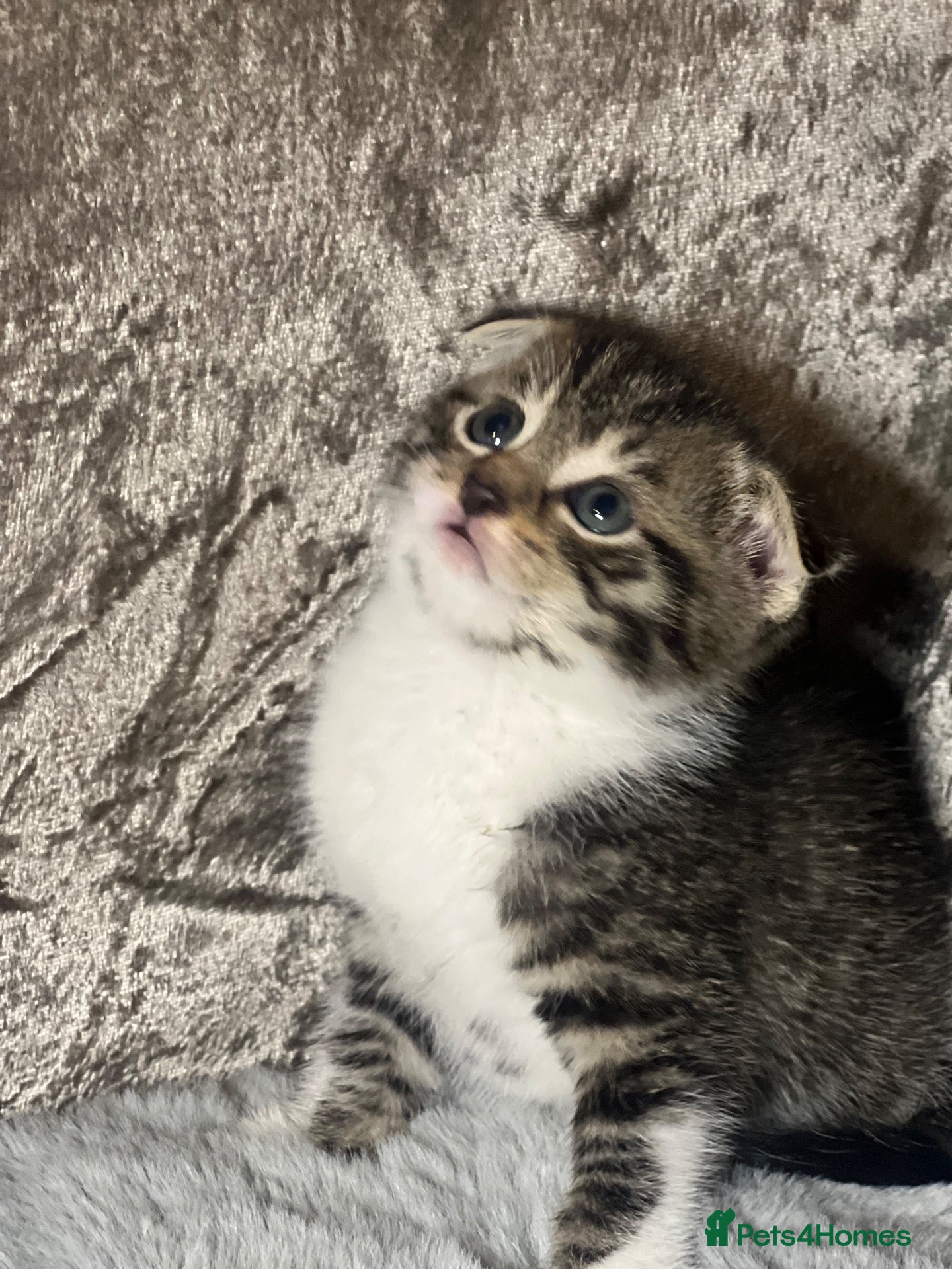 Scottish Fold cats Scottish fold x British fold kittens  - Advert 1