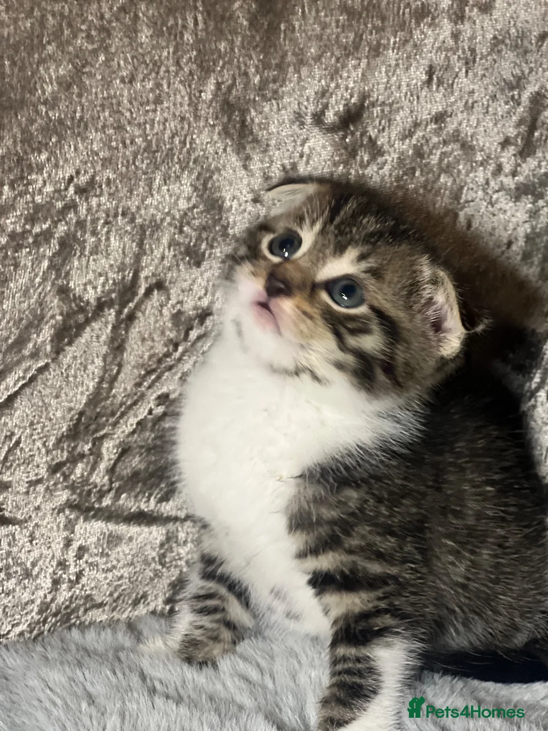 Scottish Fold cats for sale: Scottish fold x British fold kittens  - Advert 1