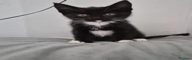 Kitten 6