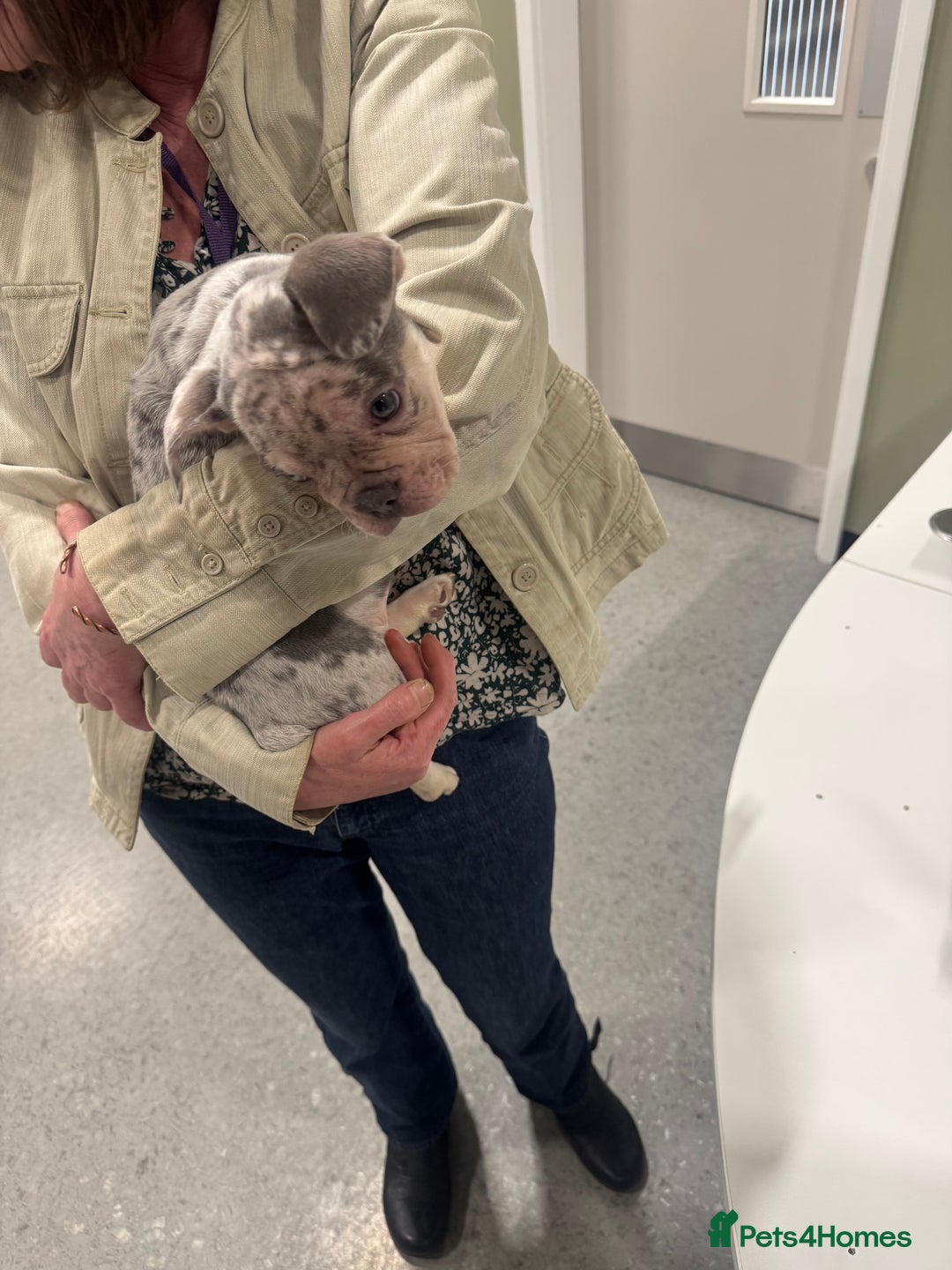 French Bulldog dogs for sale: 🐶 Stunning Merle Lilac Fawn French Bulldogs - Advert 31