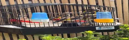 Finches birds for sale: Beautiful Exotic & Finches - Healthy & Friendly - Advert 5