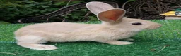 Continental Giant rabbits for sale: PURE bred Continental Giants - Vaccinated RESERVE  - Advert 10
