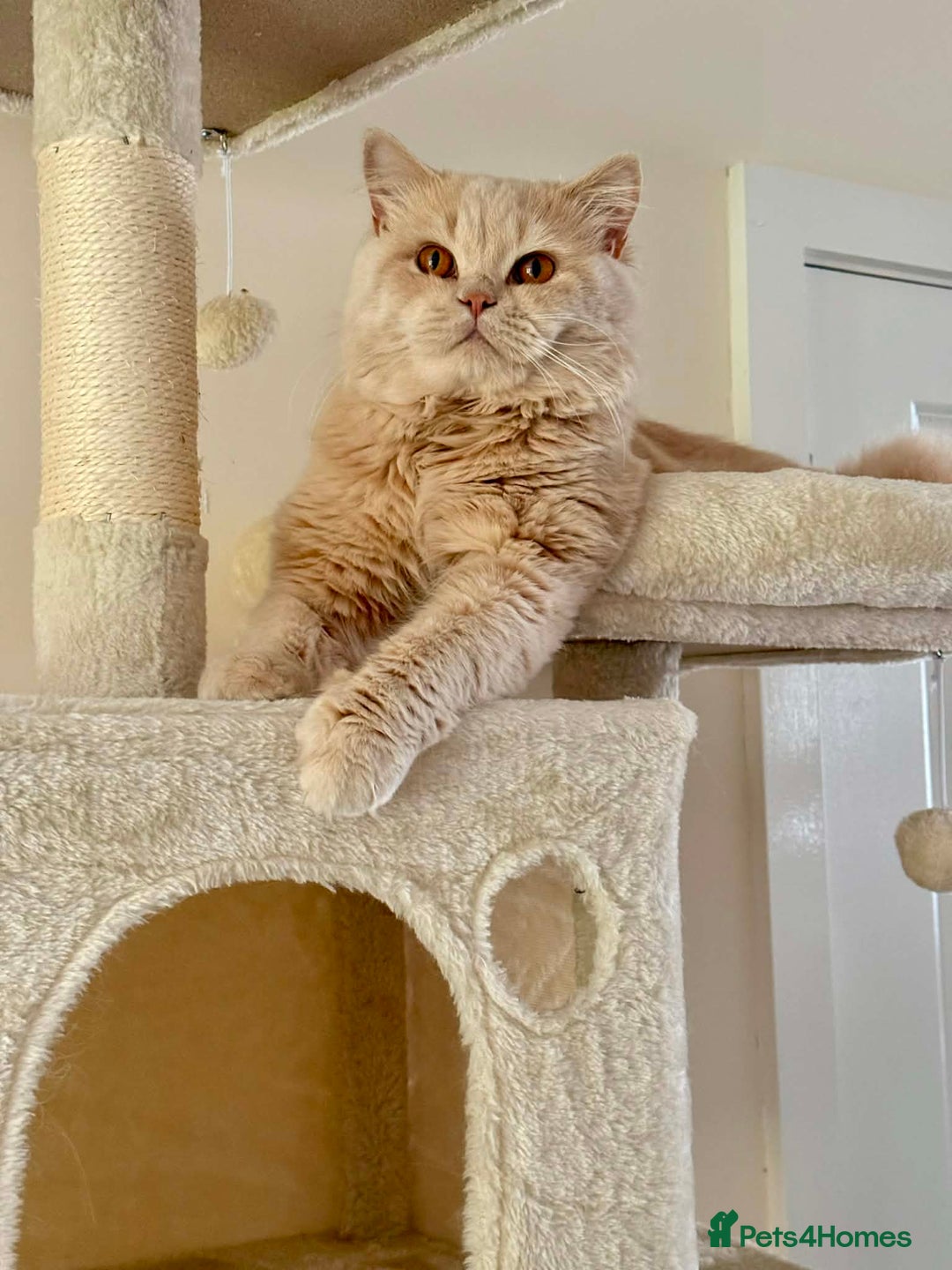 British Shorthair cats for sale: British Shorthair Kittens - Advert 21