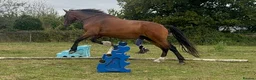 Shire horses for sale: 18.2hh 16yr old TB X Shire gelding - Advert 13