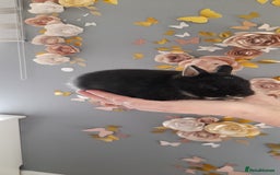 Netherland Dwarf rabbits for sale: Baby rabbit  - Advert 3