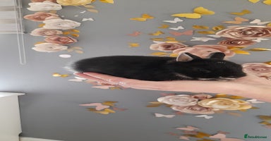 Netherland Dwarf rabbits Baby rabbit  - Advert 8