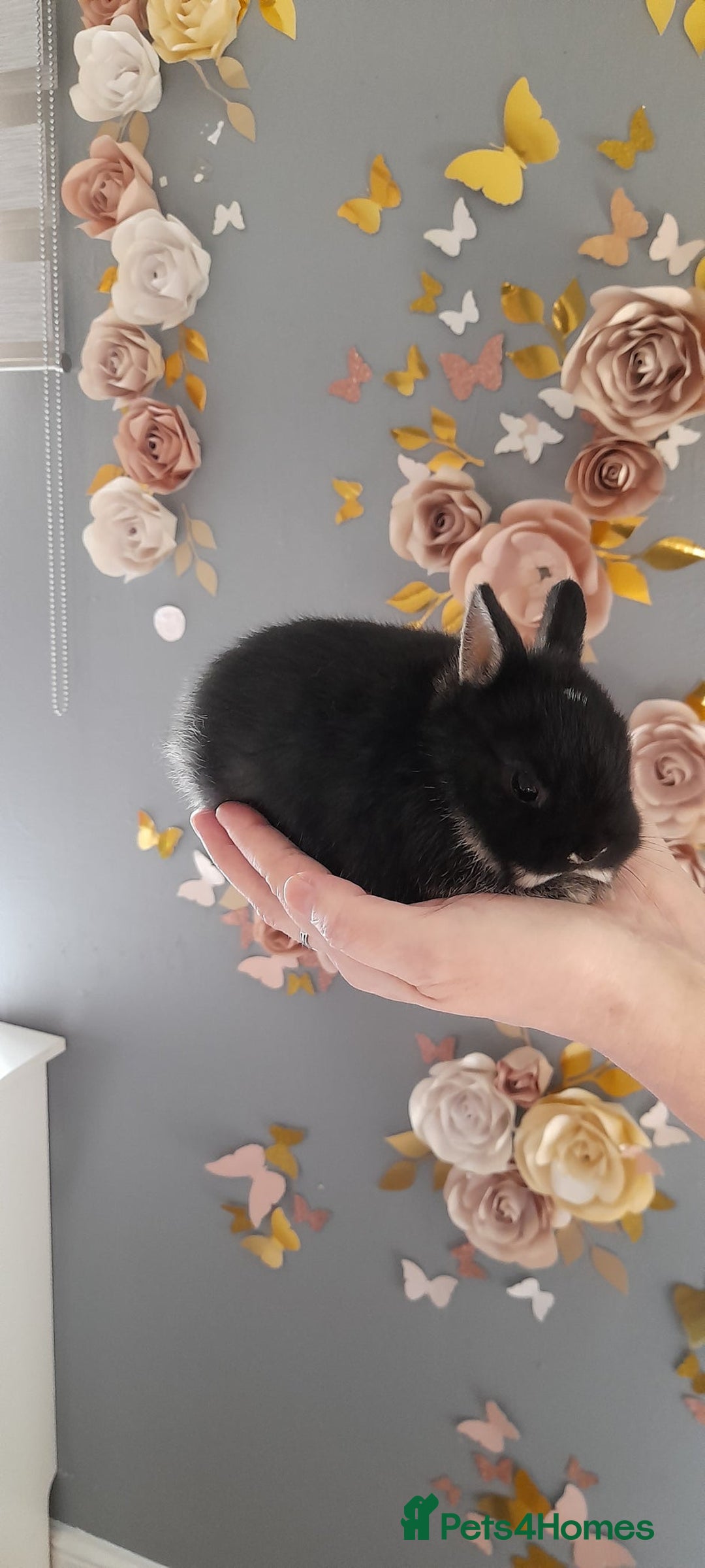 Netherland Dwarf rabbits for sale: Baby rabbit  - Advert 3