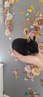 Netherland Dwarf rabbits Baby rabbit - Advert 5