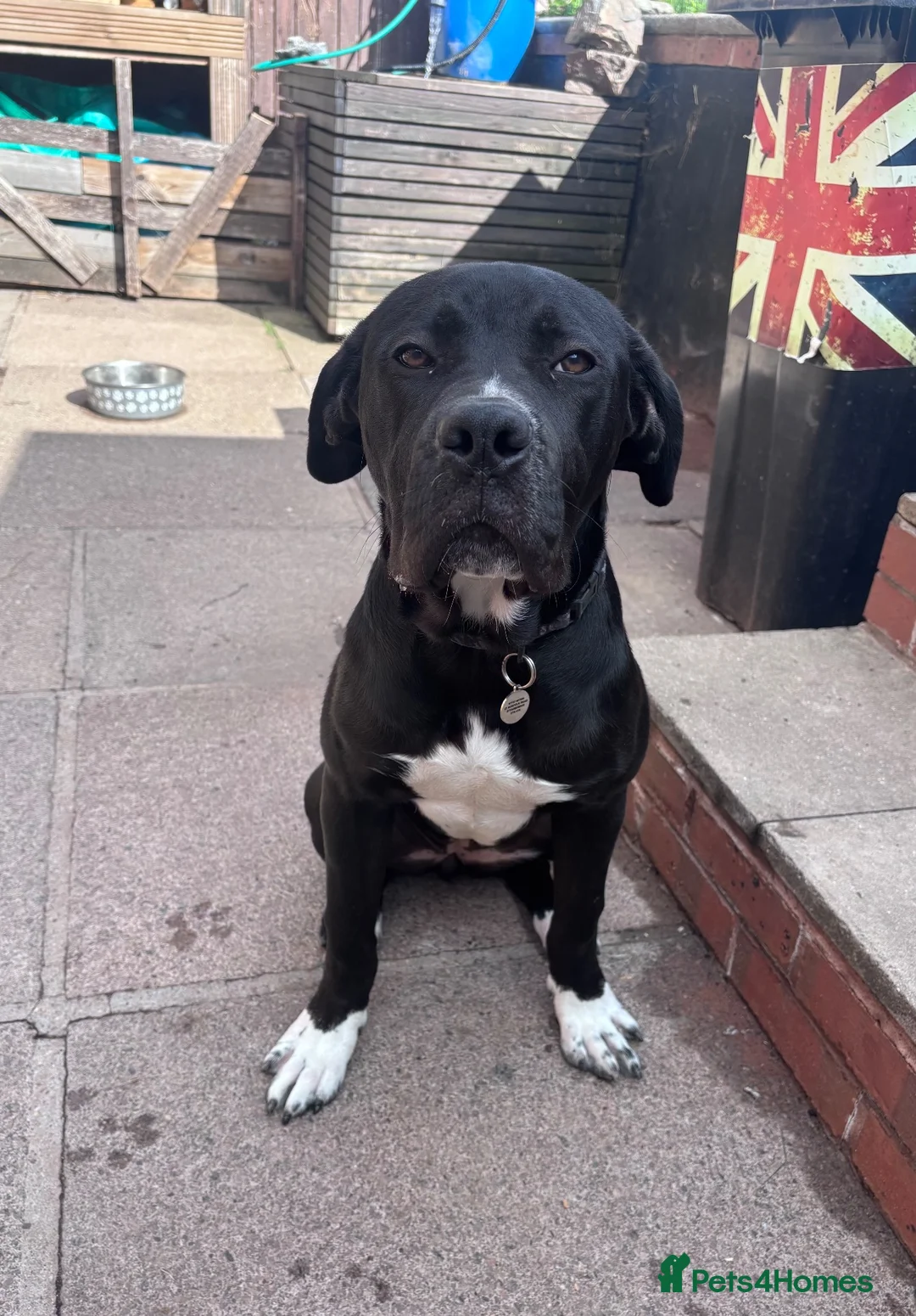 Presa Canario dogs for sale: Bella-7 month old presa canario in Stourbridge - Advert 2