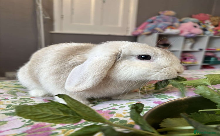 Mini Lop rabbits - Advert 2