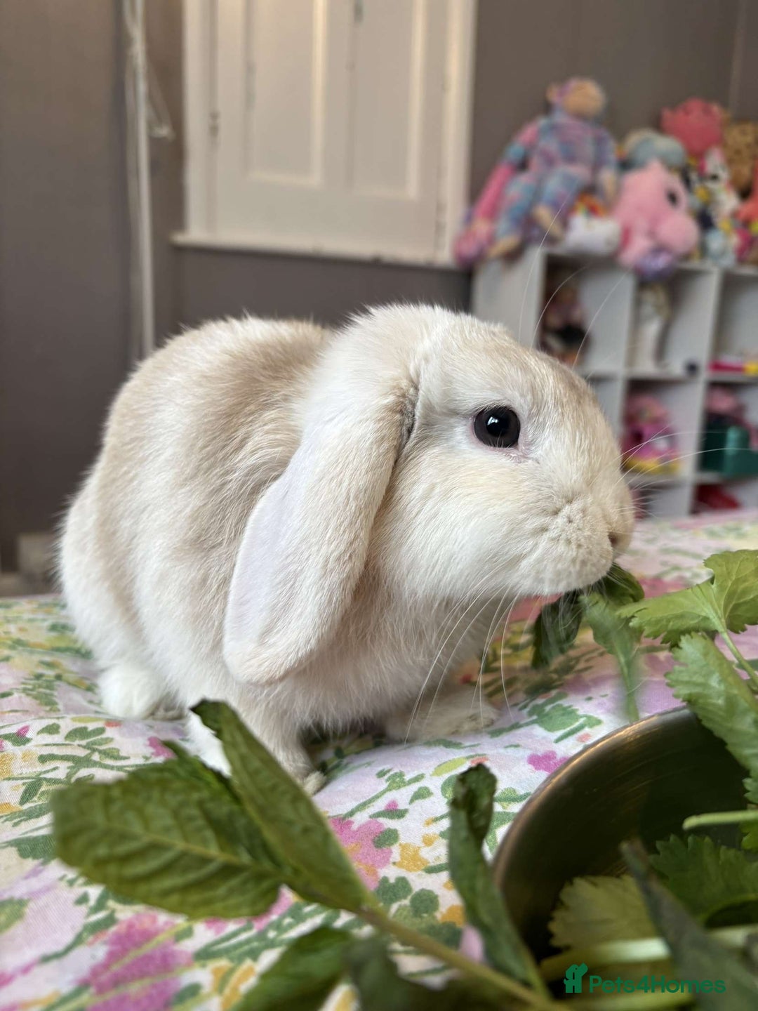 Mini Lop rabbits for sale: Mini Lop - Princess  - Image 1