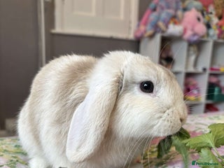 Mini Lop rabbits - Advert 5