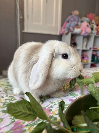 Mini Lop rabbits - Advert 4