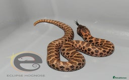 Snake reptiles for sale: Hognose snakes  - Image 12
