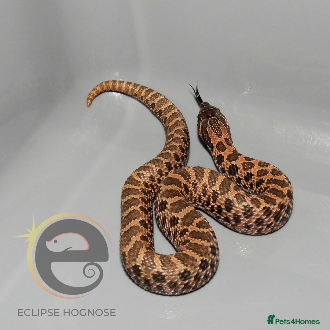 Snake reptiles for sale: Hognose snakes  - Image 12