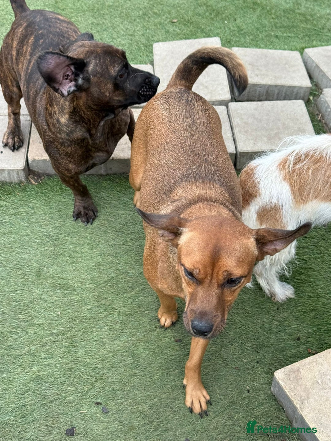 Mixed Breed dogs for adoption: Lovely little Masni wants her home - Advert 3