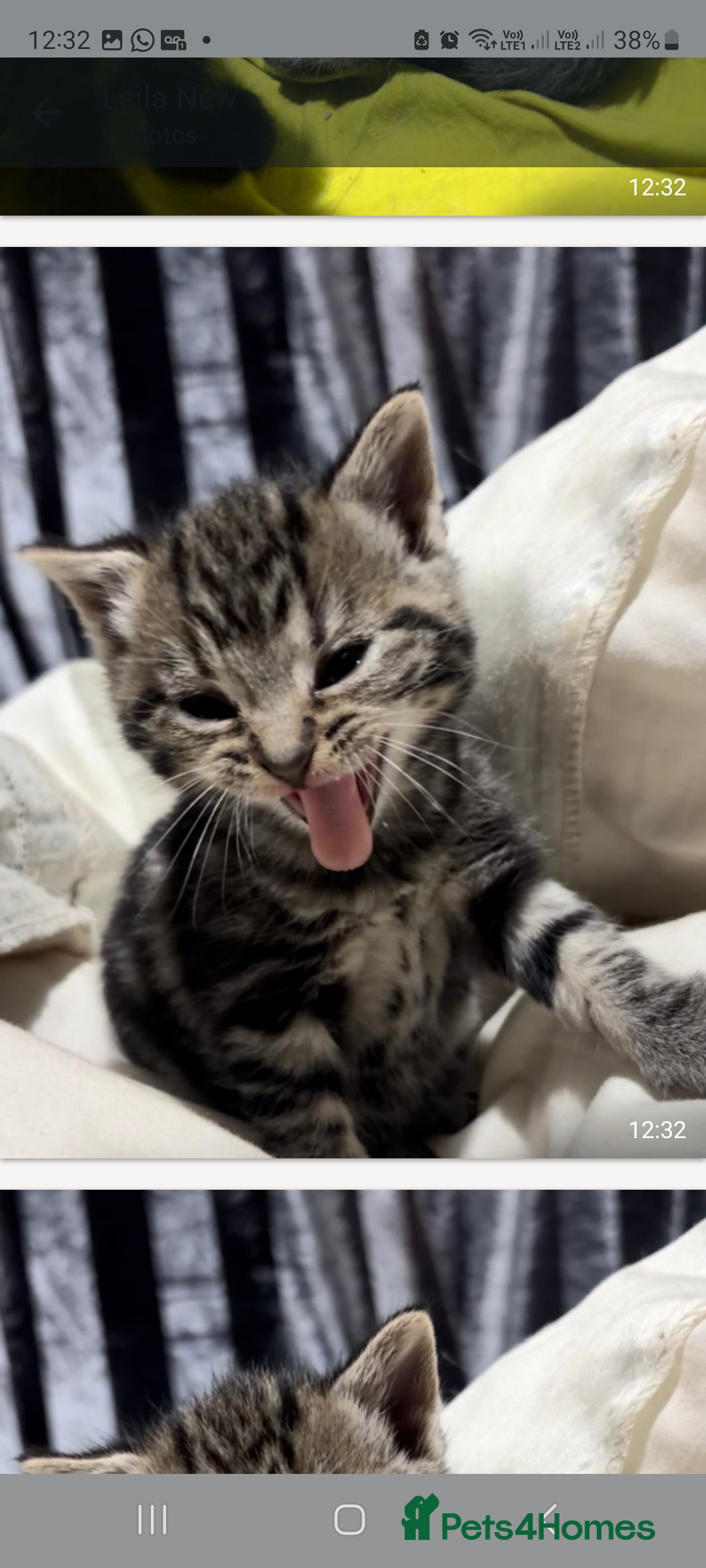 Mixed Breed cats Affectionate kittens for sale in Birkenhead - Advert 13