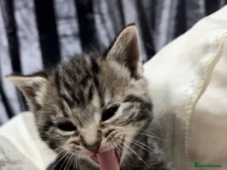 Mixed Breed cats Affectionate kittens for sale in Birkenhead - Advert 13