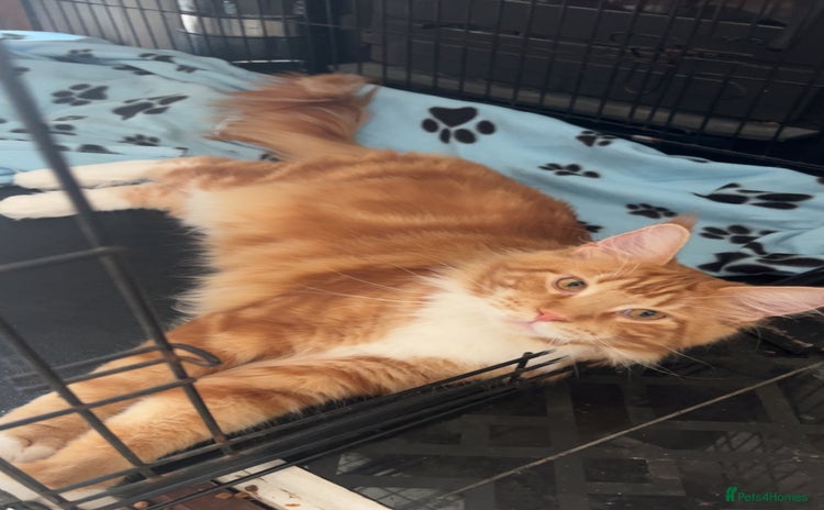 Maine Coon cats - Advert 2