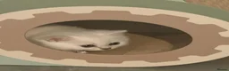British Shorthair cats for sale: 1 Girl Left - British Shorthair Silver Kittens - Advert 13