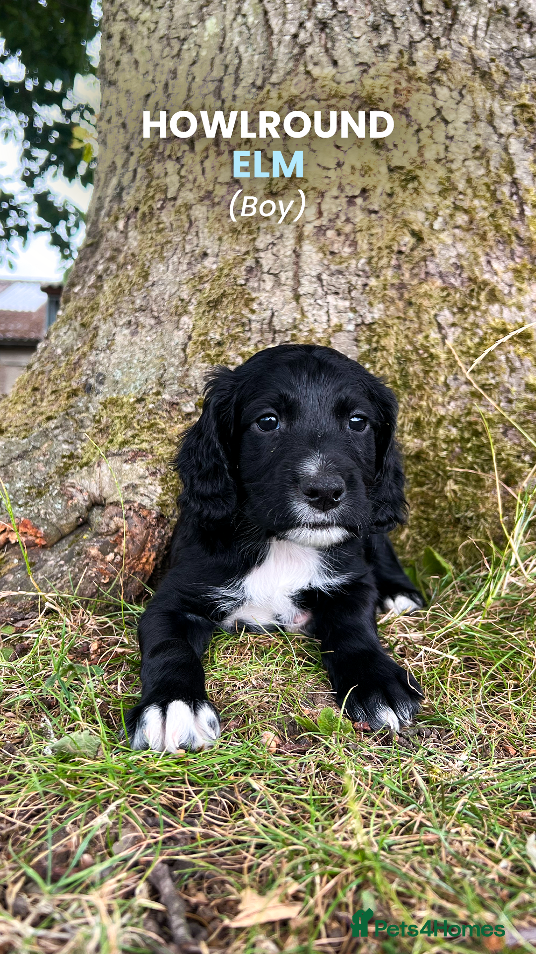 Cocker Spaniel dogs for sale: Cocker Spaniel male left KC Registered Docked  - Image 1