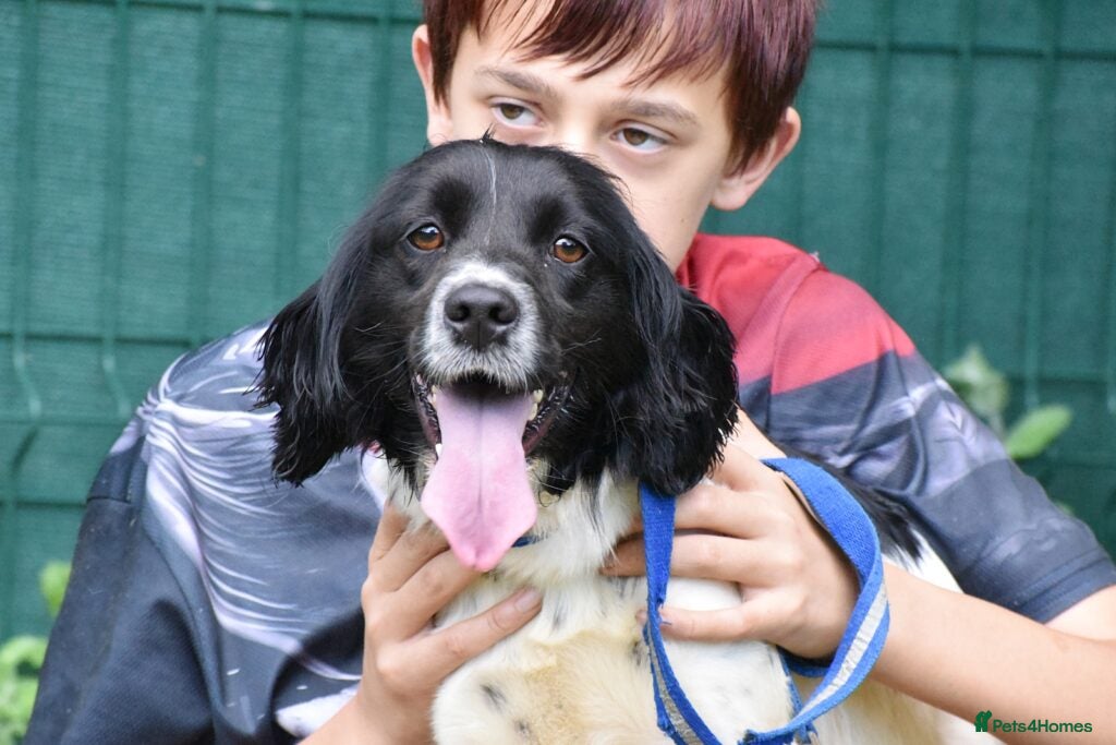 Brittany Spaniel dogs for adoption: Xira  in New Romney - Advert 1