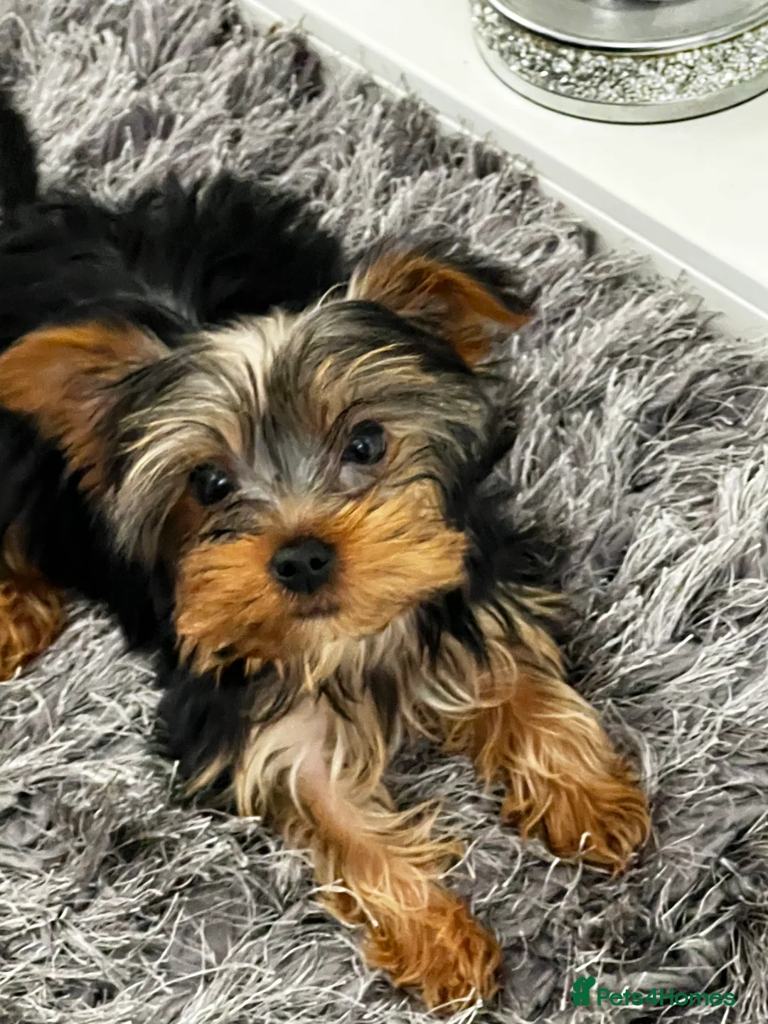 Yorkshire Terrier dogs for sale: Pedigree Yorkshire terrier fully vaccinated  - Advert 2