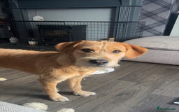 Mixed Breed dogs for sale: Ziggy - Image 1