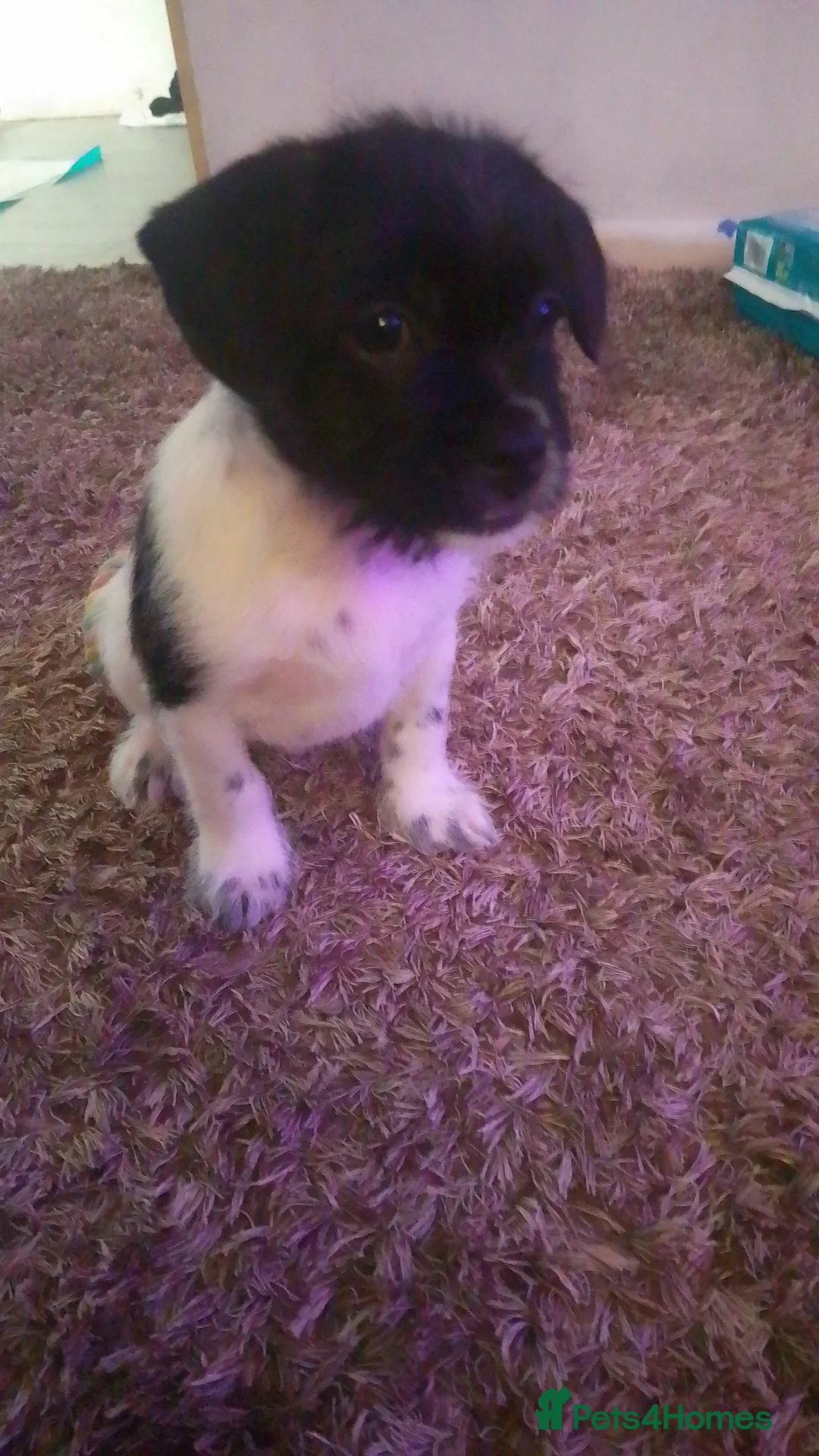 Mixed Breed dogs for sale: Lovely male pup - Advert 1