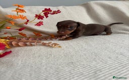 Miniature Dachshund dogs for sale: Beautiful chocolate and tan miniature dachshund  - Image 5